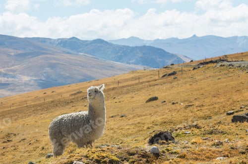 Preview: Alpaca