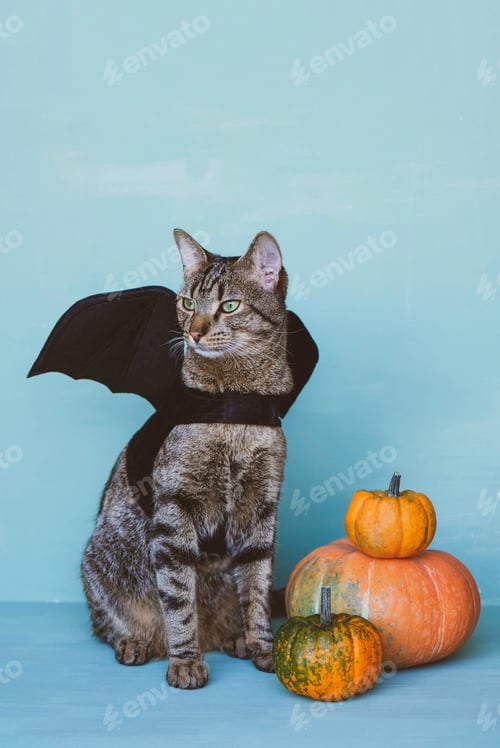 Preview: Cute funny tabby cat dressed as bat with black wings and orange pumpkins.