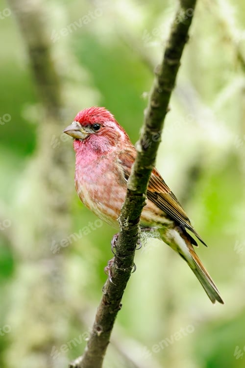 Preview: Portrait of a purple finch on a branch.