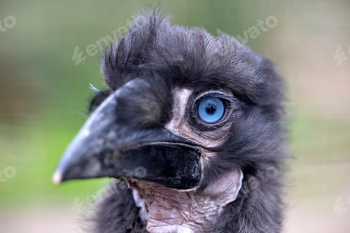 Preview: Young Southern ground hornbill