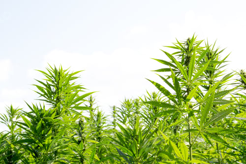 Preview: Cannabis or marijuana field, Sativa leaves weed medical hemp hash plantation against a cloudy sky