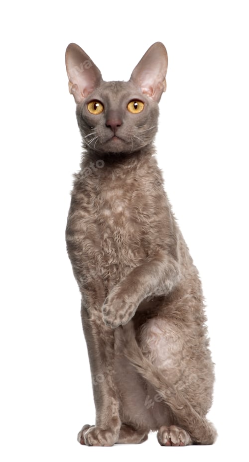 Preview: Portrait of Cornish Rex cat, 9 months old, sitting in front of white background