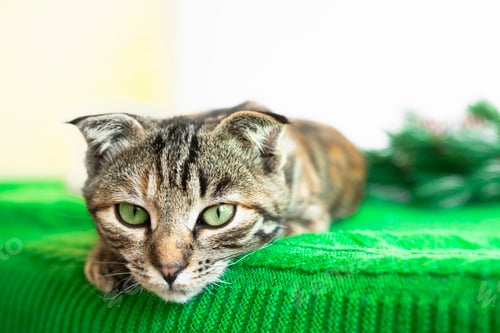 Visualização: Retrato de um gato doméstico com olhos verdes de perto no interior da sala.