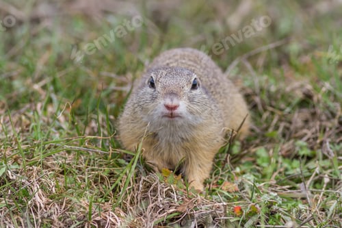 Preview: prairie dog in the grass