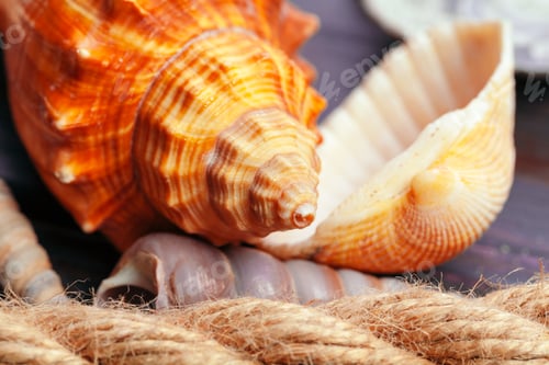 Preview: Sea shells. nature background