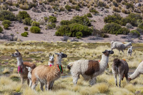 Preview: Llama