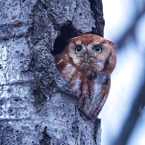 Preview: Red eastern screech owl looking out of a tree nest hole with blur background