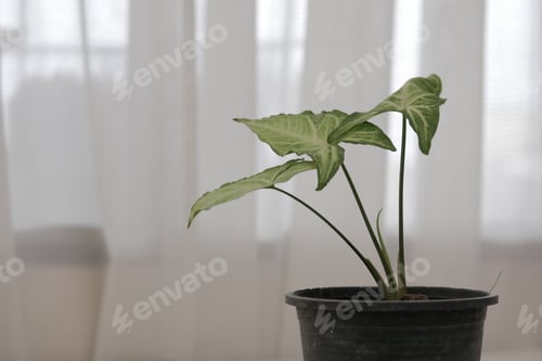 Preview: Syngonium houseplant in pot