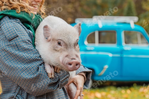 Preview: The girl in her arms holds a white mini-pig