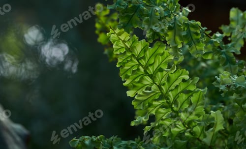 Vista previa: The fresh green of Boston fern leaves