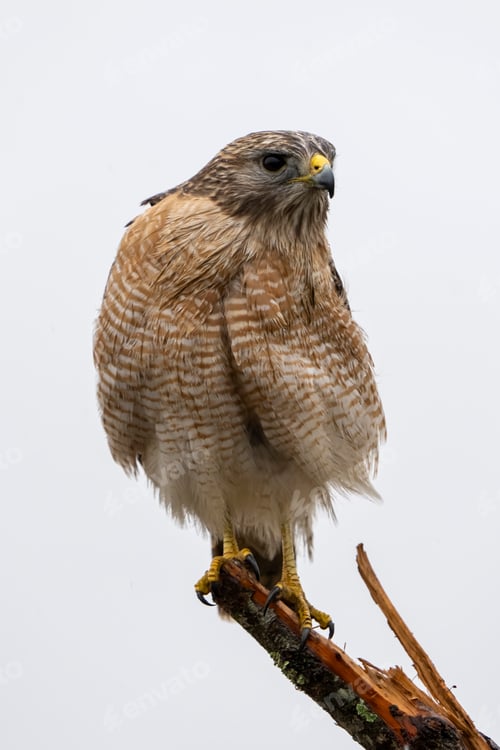 Preview: Hawk (Accipitrinae) perched on a tree branch across