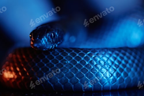 Vista previa: Concéntrese en la cabeza de una serpiente salvaje o una víbora mirando a la cámara