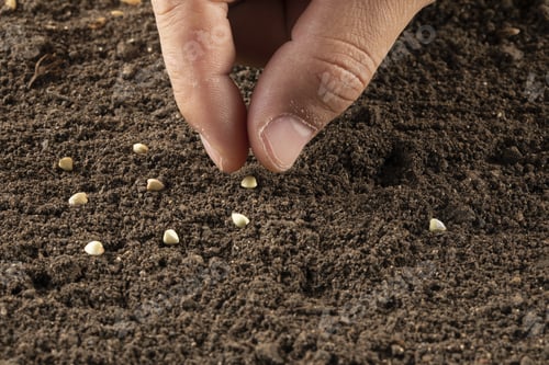 Preview: Closeup of a hand sowing buckwheat seeds into soil