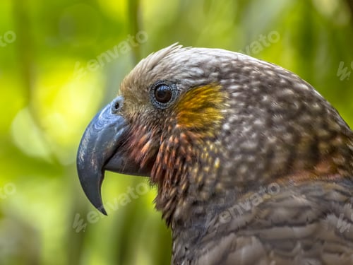Preview: New Zealand endemic Kaka parrot