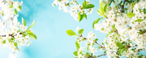Preview: branches of blossoming cherry
