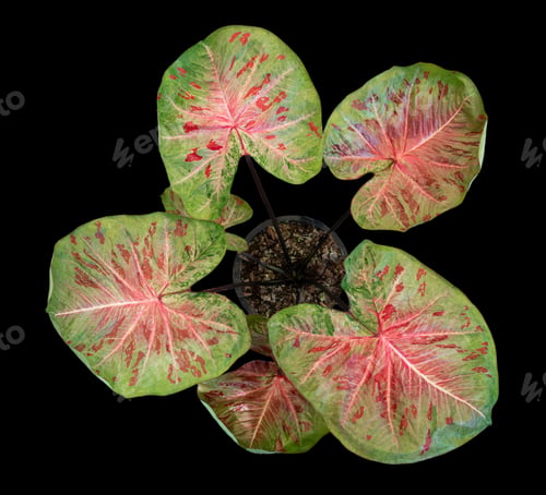 Preview: Beautiful colorful caladium on Black background isolate with clipping path. Queen