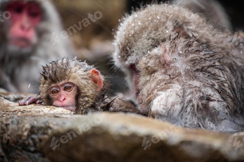 Preview: Snow monkey