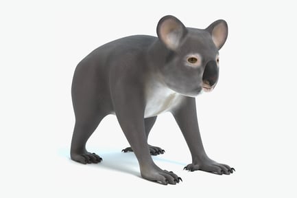 Preview: Australian Koala Wildlife