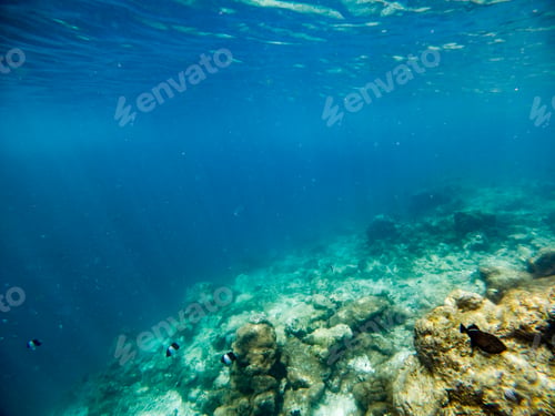 Preview: corals and tropical fish underwater sea life