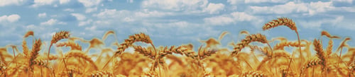 Preview: Wheat field on a sunny day. Selective focus.