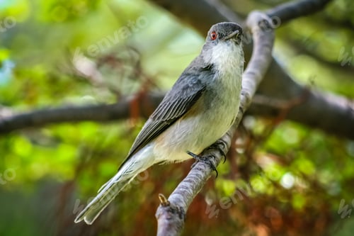 Preview: Patagonian bird on a tree