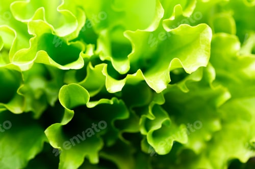 Preview: Detailed macro of curly lettuce salad greens