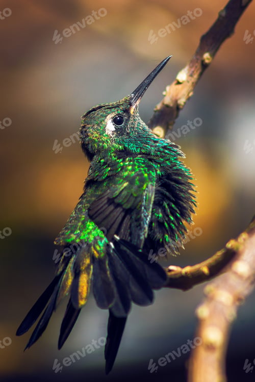 Preview: Vertical shot of the Hummingbird perching on a tree branch on a blurry background