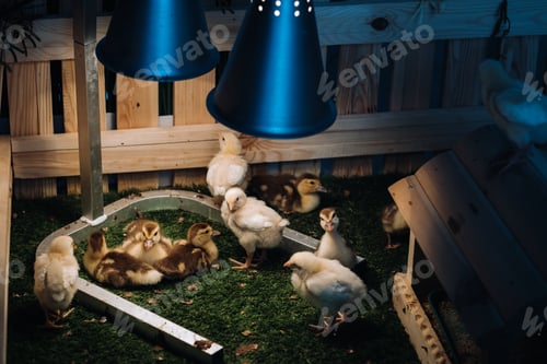 Preview: Small chickens and ducklings bask on the grass under a lamp in the yard