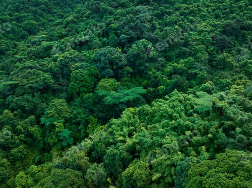 Preview: Aerial view tropical forest in summer