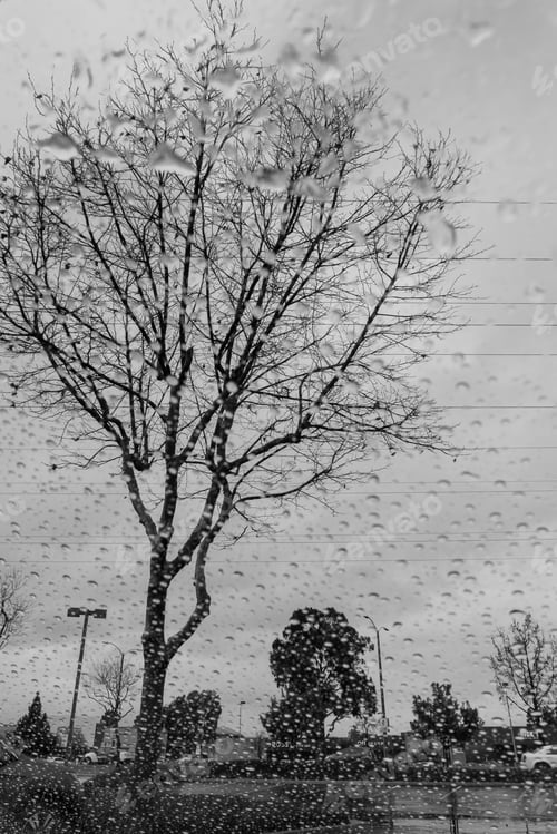 Preview: Blurred drops of rain on the window; focus on trees in the background; black and white