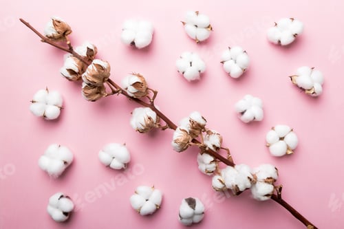 Preview: Autumn Floral Flat lay background composition. Dried white fluffy cotton flower branch top view