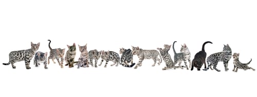 Preview: bengal cats