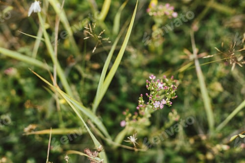 Preview: Wildflowers in summer meadow. Pink flowers close up in countryside. Centaurium erythraea