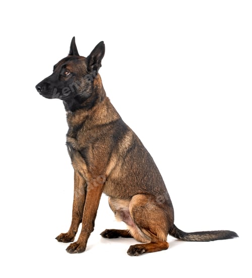 Preview: malinois in studio
