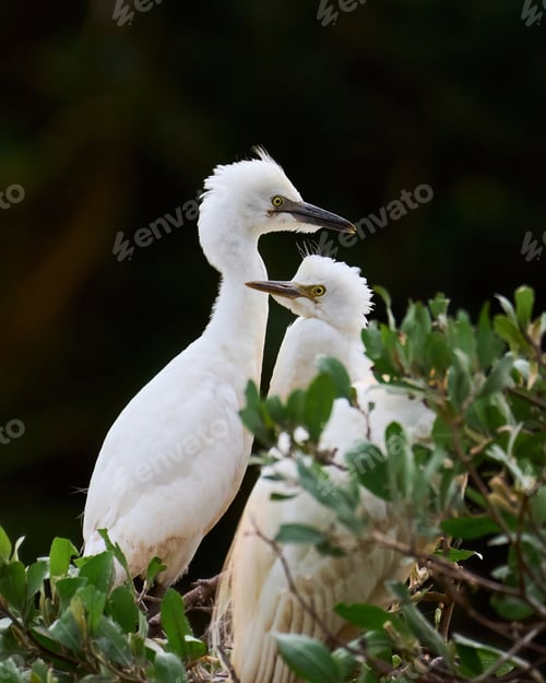 Preview: Portrait of two juveniles of Cattle Egret