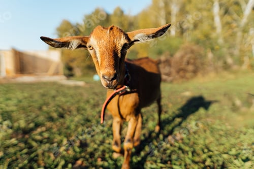 Preview: Nubian dairy goat grazing in a sustainable, eco-friendly environment