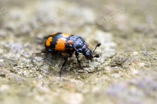 Preview: Closeup or macro of a bug or insect