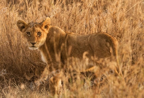 Preview: A Best wildlife sanctuary in the world
