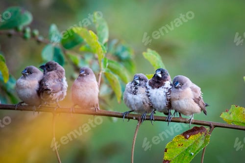 Preview: Bronze mannakins, Lonchura cucullata, perch together on a thin branch, direct gaze facing camera,