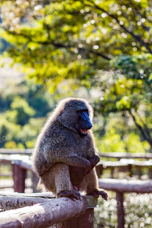 Preview: Monkeys Primate Wild Wildlife Animals Nairobi National Park Kenya Landscapes