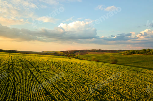 Preview: Aerial view of bright green agricultural farm field with growing rapeseed plants at sunset