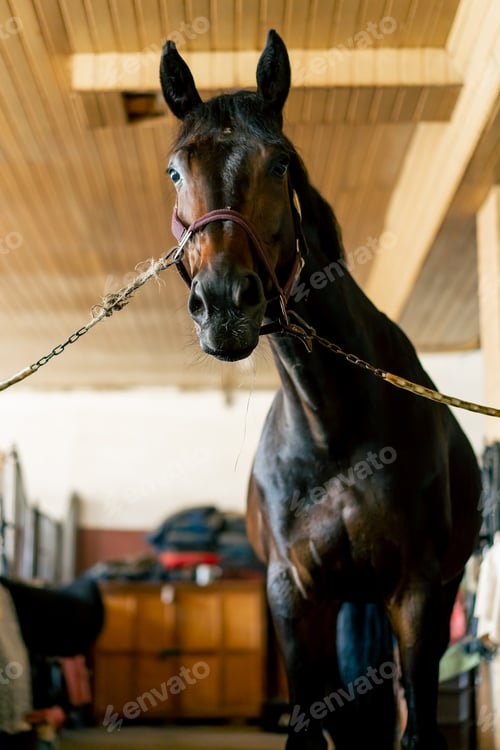 Preview: Portrait of black beautiful horse that stands tied in a stall concept of love for equestrian sports