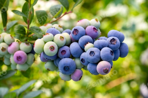 Preview: Blueberry farm with bunch of ripe fruits on tree during harvest season in Izmir, Turkey.