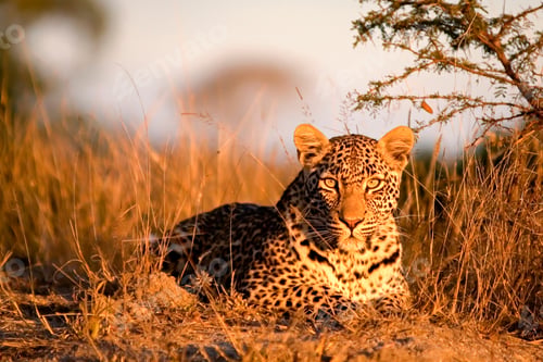 Preview: A leopard, Panthera pardus, lies on the ground in the sunlight, alert, ears forward