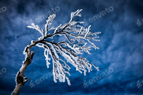 Preview: Frozen Trees on to on a Mountain