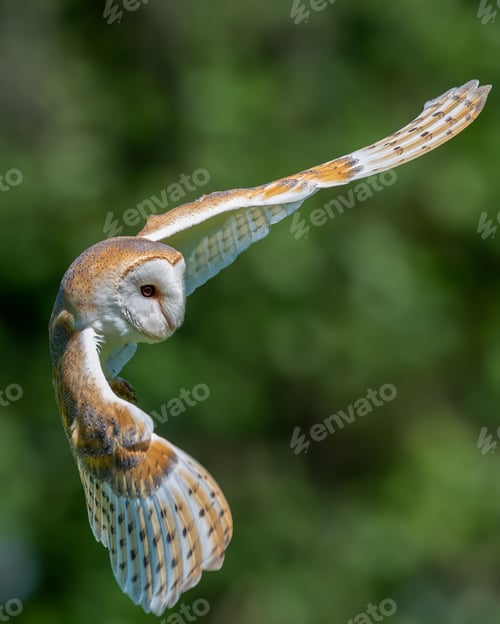 Preview: Close-up shot of a barn owl in flight with a blurred green background