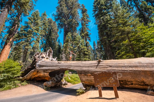 Preview: A woman in Sequoia National Park, the famous tunnel of the park