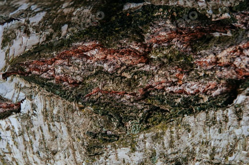Preview: Background texture of birch bark