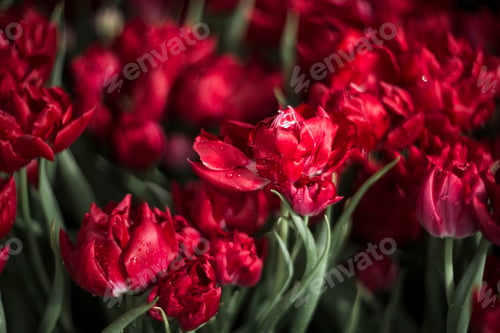 Preview: Dreamy Red Tulips with Water Droplets