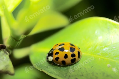 Preview: Yellow Ladybug